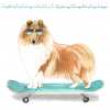 25 Shetland Sheepdog Dog Note Cards Ethan - Image 3